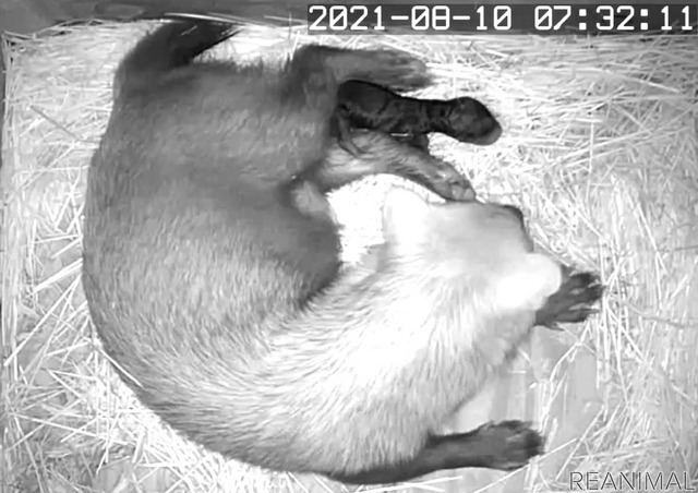 生後0日(8/10)。ブッシュドッグの母親と生まれて間もない赤ちゃんの様子(観察モニターより)