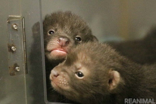 生後26日(9/5)。オスにも歯が生え、2頭がよくじゃれ合うようになった