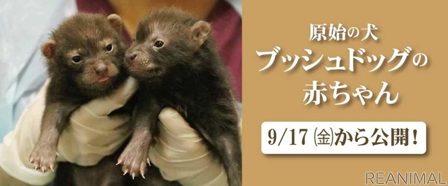 8月に誕生したブッシュドッグ(ヤブイヌ)の赤ちゃん《画像提供 神戸どうぶつ王国》