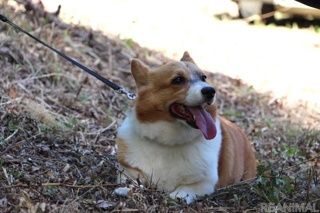 「はじめての犬キャン」（アウトドアドッグフェスタin八ヶ岳2021）