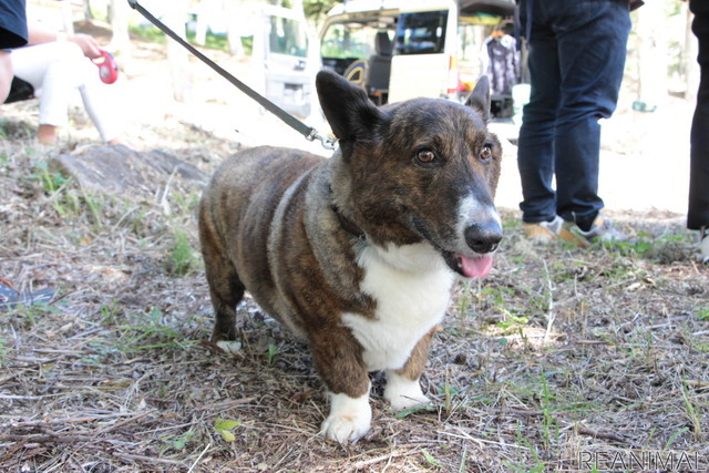 「はじめての犬キャン」（アウトドアドッグフェスタin八ヶ岳2021）