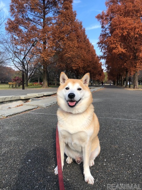 柴犬のさぶ君