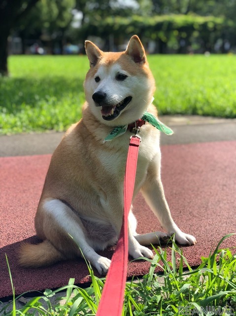 柴犬のさぶ君