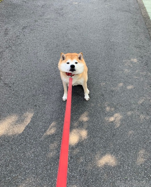 柴犬のさぶ君