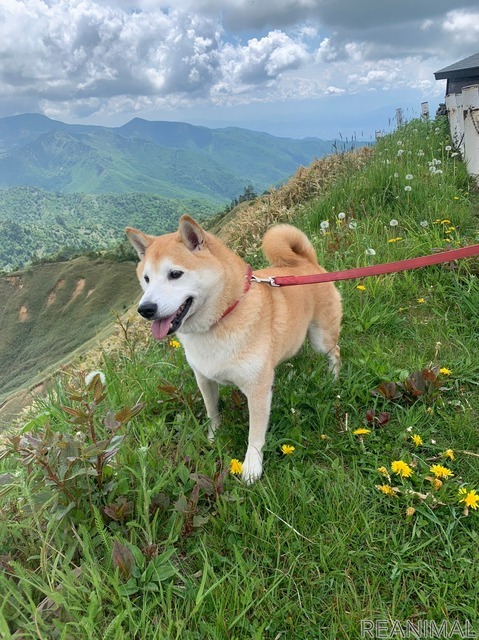 柴犬のさぶ君