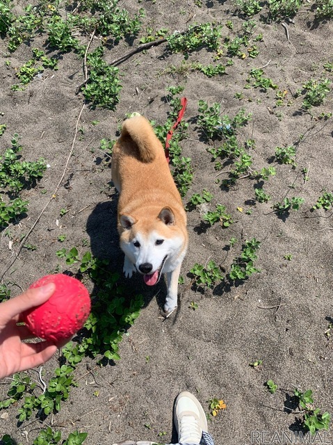 柴犬のさぶ君