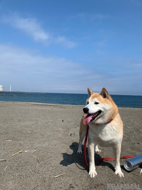 柴犬のさぶ君