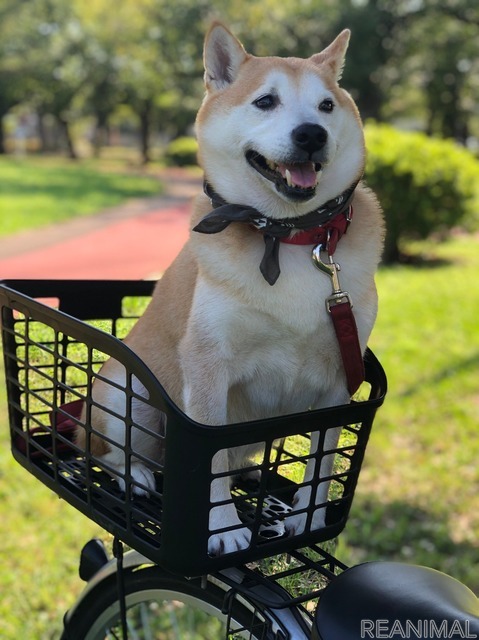 柴犬のさぶ君