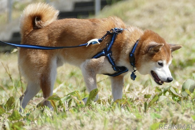 柴犬のハル