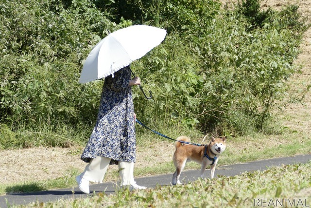 柴犬のハル