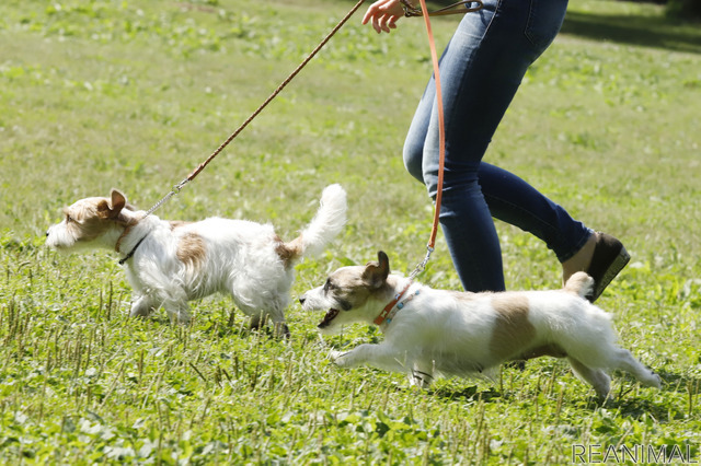 ナッツ(右)は3回の子育てを完璧にこなしたベテランママ。小さなことには動じない落ち着きと、誰にでもフレンドリーな性格で友だちも多い。カシュー(左)はナッツが2度目に出産した男の子でルイのお兄さん。誰とでも上手に遊ぶきょうだいイチのおっとりさん(撮影協力:N. S. TERRACE)
