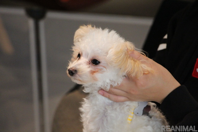 アニコム×関東マツダ 子犬のしつけ教室