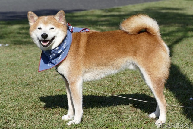 柴犬のハル
