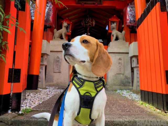 「愛犬と一緒に参拝できる神社ベスト20」発表