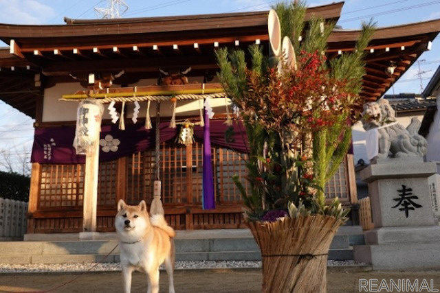 「愛犬と一緒に参拝できる神社ベスト20」発表