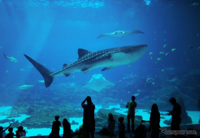 美ら海水族館(沖縄県)