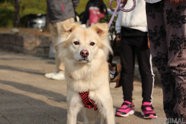 ワンミャツダクラブで保護した犬たちの1歳を祝うお散歩会