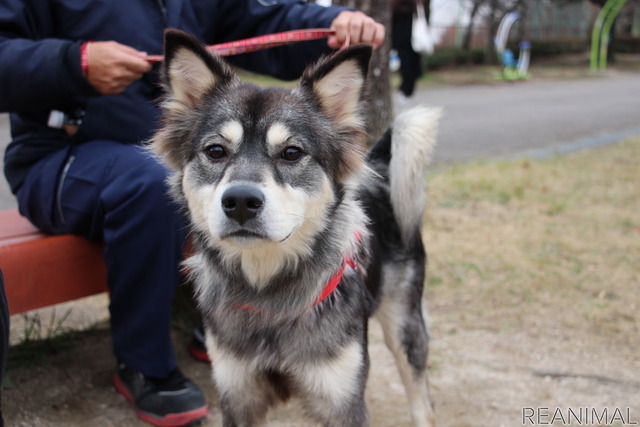 ラムちゃんは、黒と茶色が混ざった毛の色がユニーク。飼い主さんは、散歩が苦手な彼女のために、ウッドデッキとサンルームを作ったそうだ