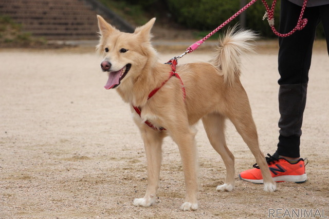 小麦ちゃん。息子さんは「(迎えてから)やることは増えたけど楽しい。いない生活は考えられない」と話す