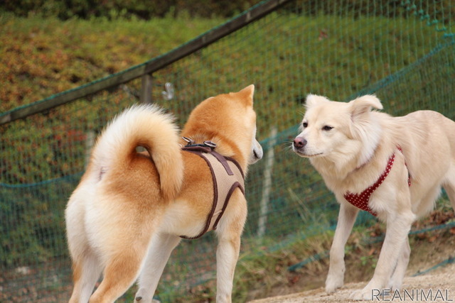 他の犬ともご挨拶