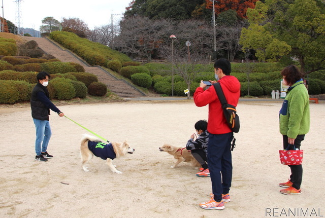 ワンミャツダクラブで保護した犬たちの1歳を祝うお散歩会