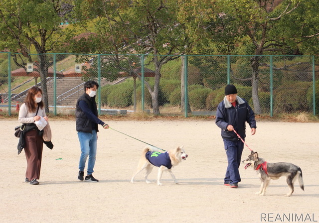 ワンミャツダクラブで保護した犬たちの1歳を祝うお散歩会