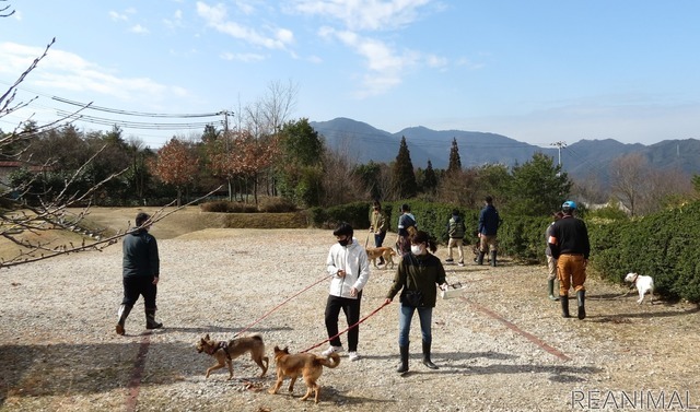 犬のお散歩ボランティア(呉動物愛護センターにて)