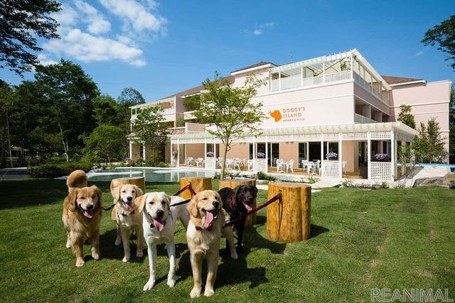 ルーティングシステムズ、愛犬と泊まれるホテルに関する街頭調査を実施