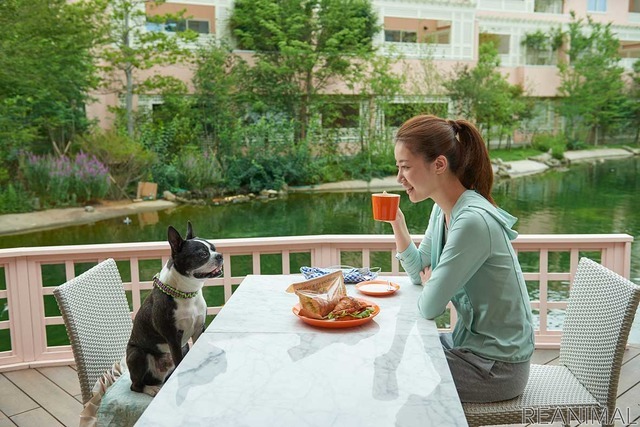 ルーティングシステムズ、愛犬と泊まれるホテルに関する街頭調査を実施