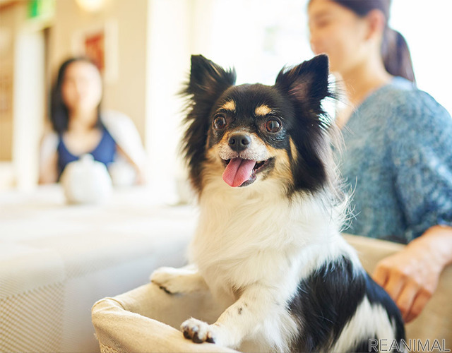 ルーティングシステムズ、愛犬と泊まれるホテルに関する街頭調査を実施