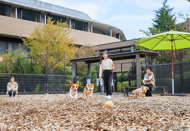 ルーティングシステムズ、愛犬と泊まれるホテルに関する街頭調査を実施