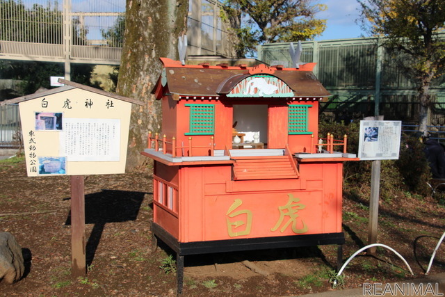 ホワイトタイガー舎の近くにある「白虎神社」は、ホワイトタイガーのロッキー君をカナダより運んできた輸送箱を加工して作ったのだそう