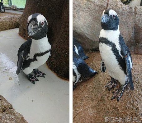 京都水族館の「せん」（左）と「ちえ」（右）。複数のメスへアプローチするも思いが叶わなかった「せん」。ついに「ちえ」とカップルになったそう