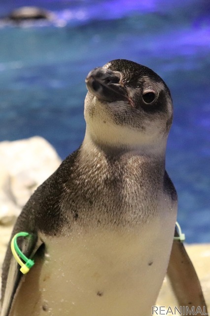 すみだ水族館で2021年に生まれた「ぼんぼり」（オス）。大きく成長して元気に過ごしている