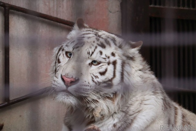 宇都宮動物園のホワイトタイガー