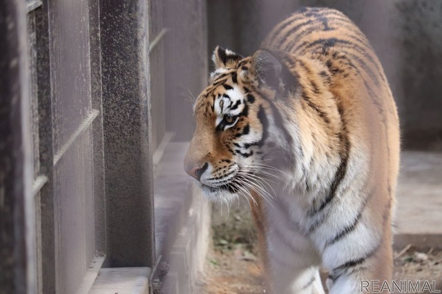 宇都宮動物園のアムールトラ・アズサ