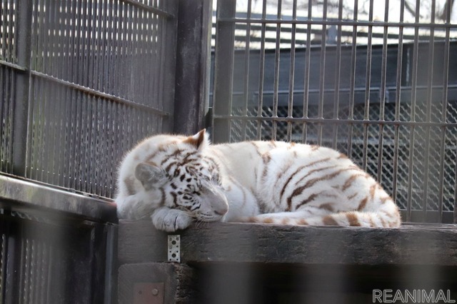 宇都宮動物園のホワイトタイガー・シラナミ