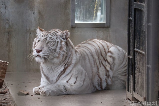 宇都宮動物園のホワイトタイガー・イーサン
