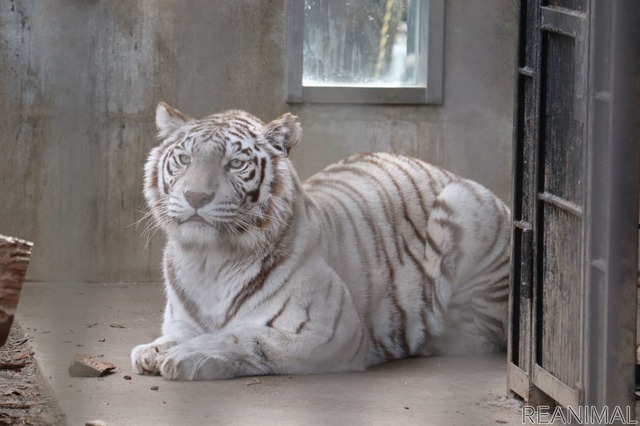 宇都宮動物園のホワイトタイガー
