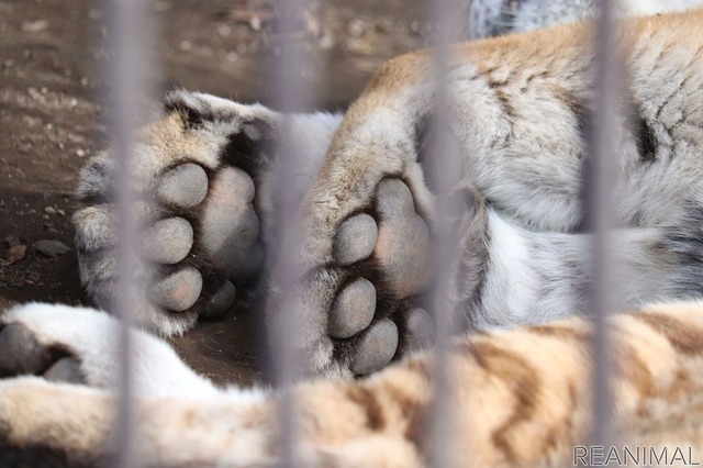 宇都宮動物園のアムールトラ・ルイの肉球
