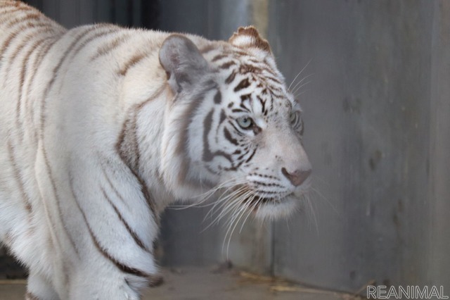 宇都宮動物園のホワイトタイガー