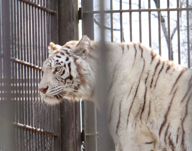 宇都宮動物園のホワイトタイガー