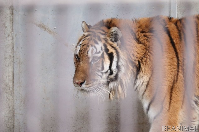 宇都宮動物園のアムールトラ