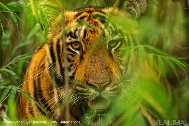 トラ © Narayanan Iyer (Naresh) / WWF-International