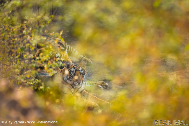 トラ © Ajay Varma / WWF-International