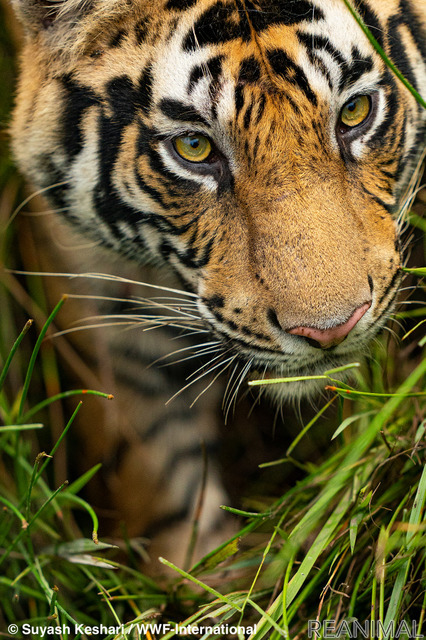 トラ © Suyash Keshari / WWF-International