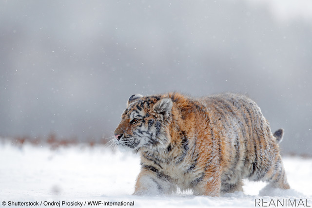 アムールトラ(シベリアトラ) © Shutterstock / Ondrej Prosicky / WWF-International