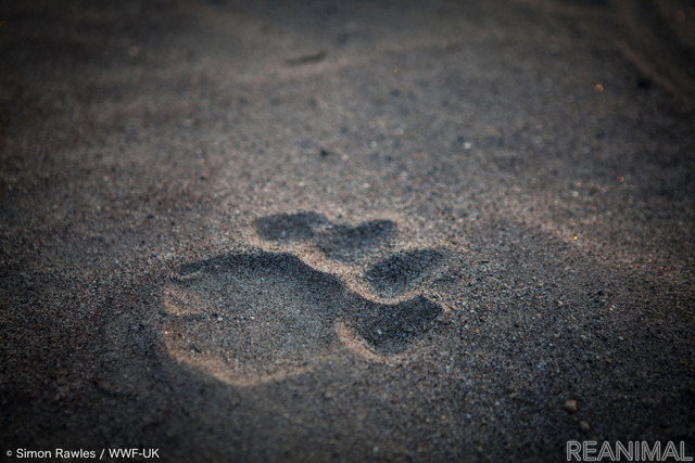 © Simon Rawles / WWF-UK