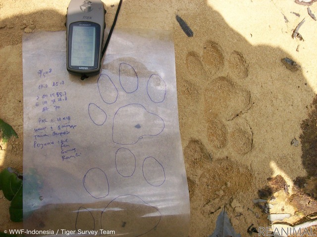 © WWF-Indonesia / Tiger Survey Team