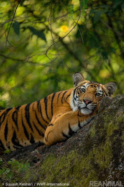 トラ© Suyash Keshari / WWF-International